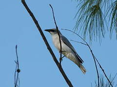 White-bellied Cuckooshrike