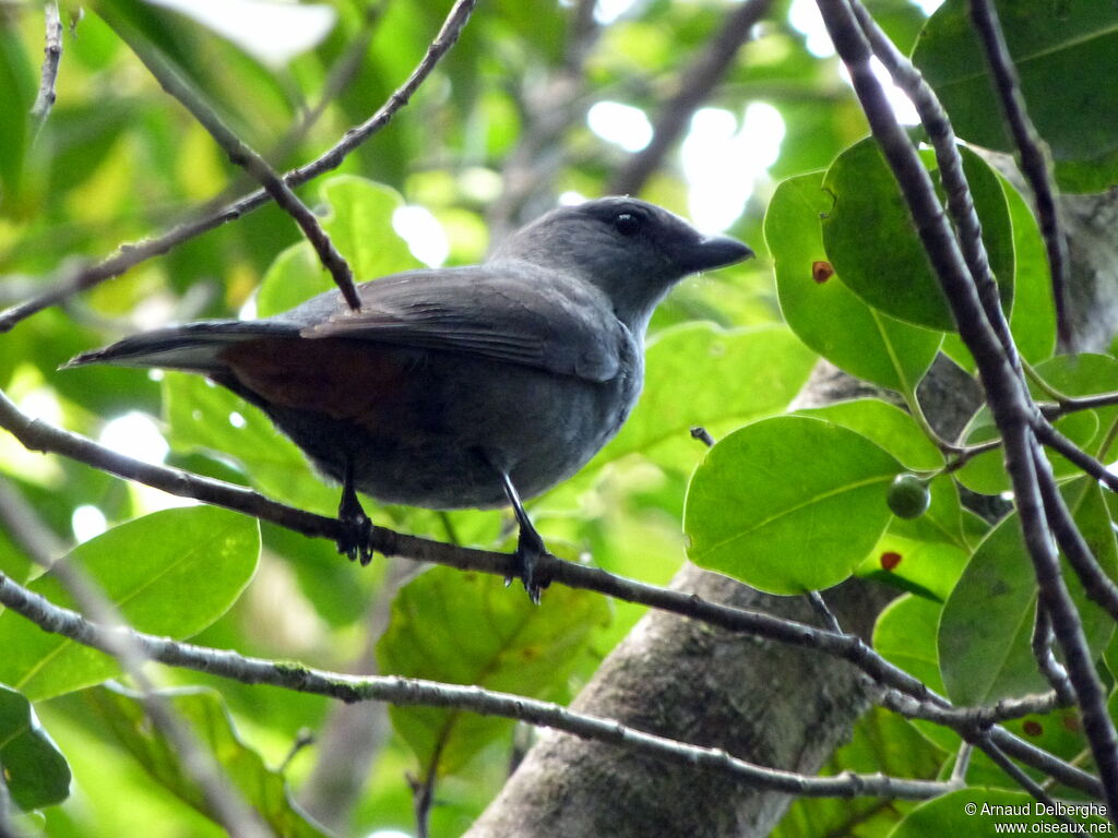 New Caledonian Cuckooshrike