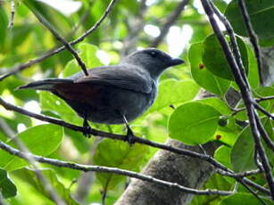 Échenilleur de montagne