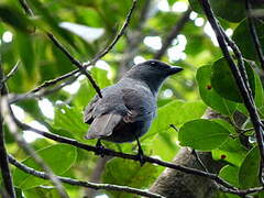 New Caledonian Cuckooshrike