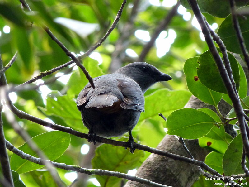 New Caledonian Cuckooshrike