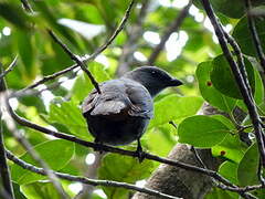 New Caledonian Cuckooshrike