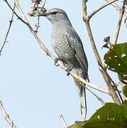 Indochinese Cuckooshrike