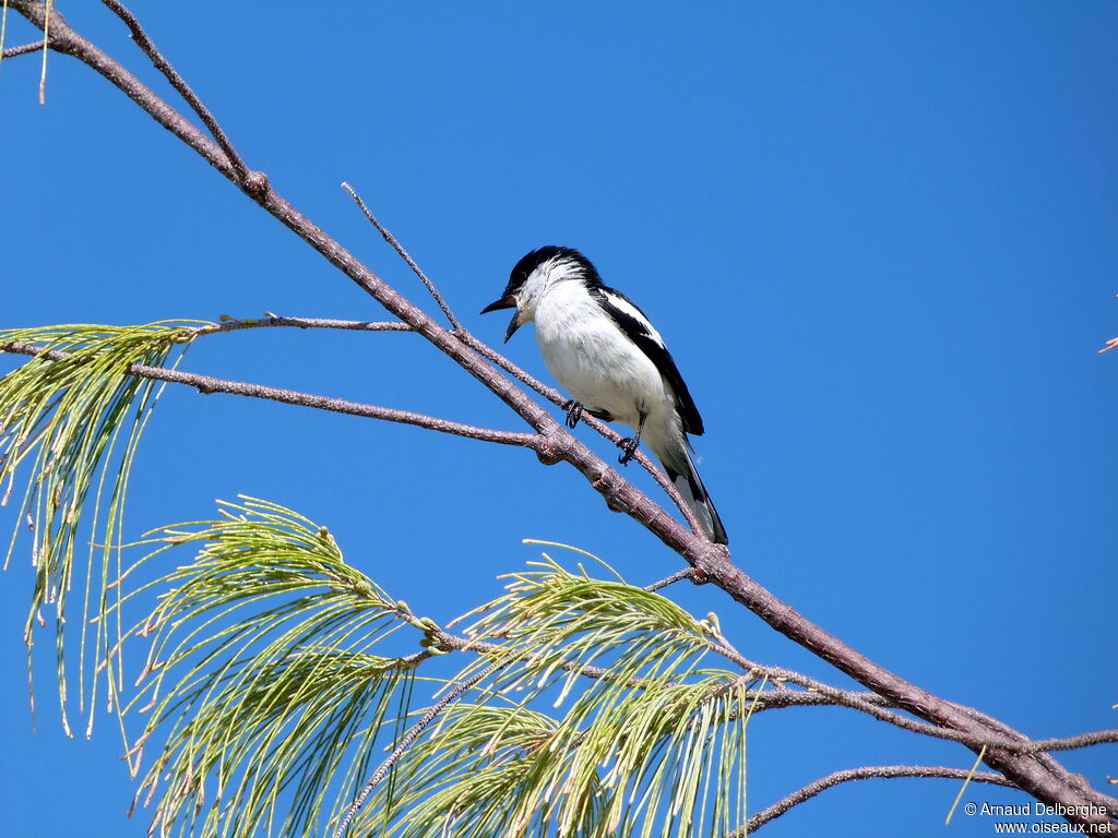 Long-tailed Triller