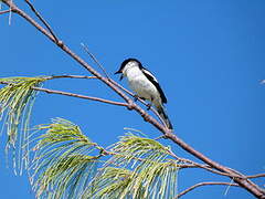 Long-tailed Triller