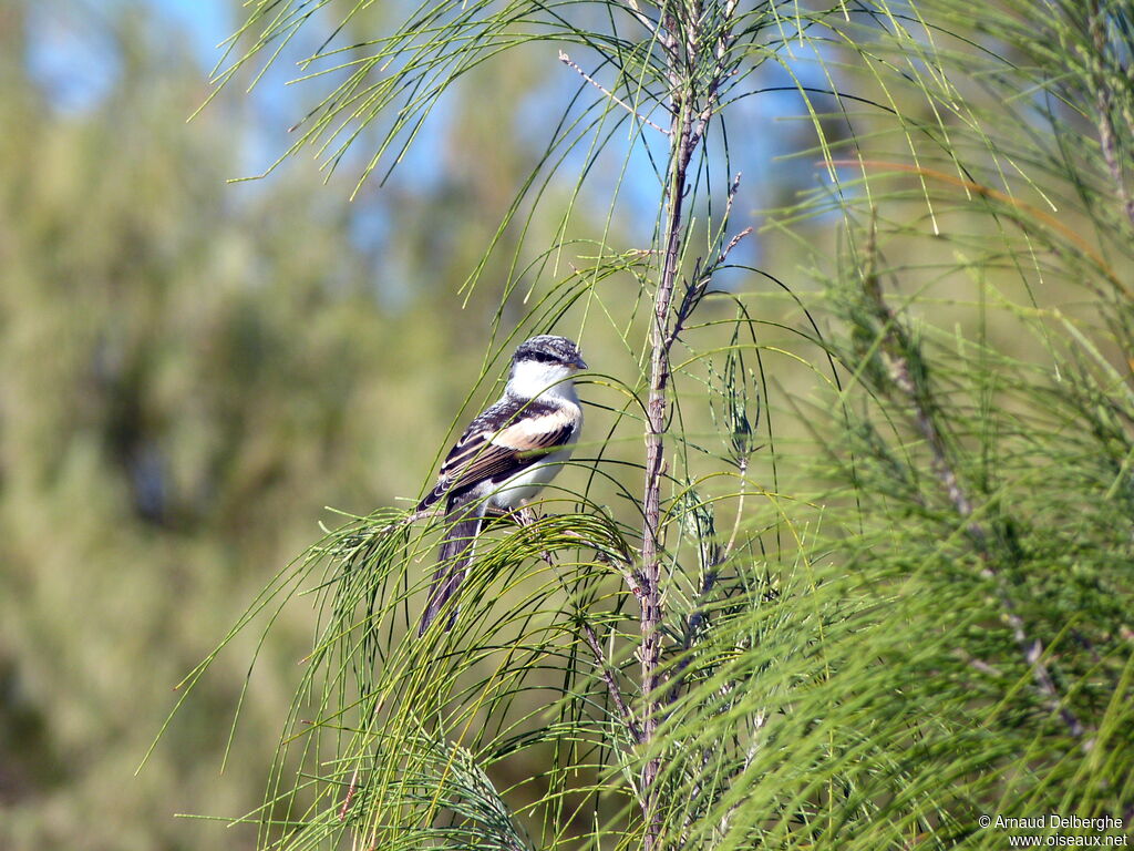 Long-tailed Triller