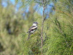 Long-tailed Triller