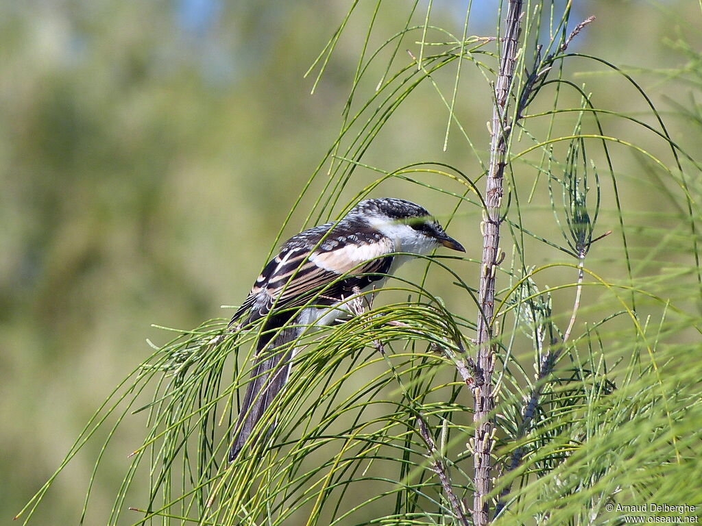 Long-tailed Triller