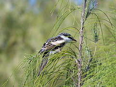 Long-tailed Triller