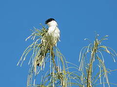 Long-tailed Triller