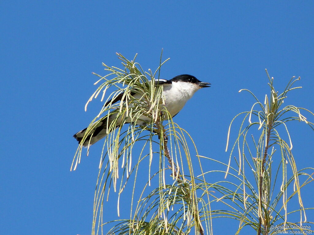 Long-tailed Triller