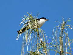 Long-tailed Triller