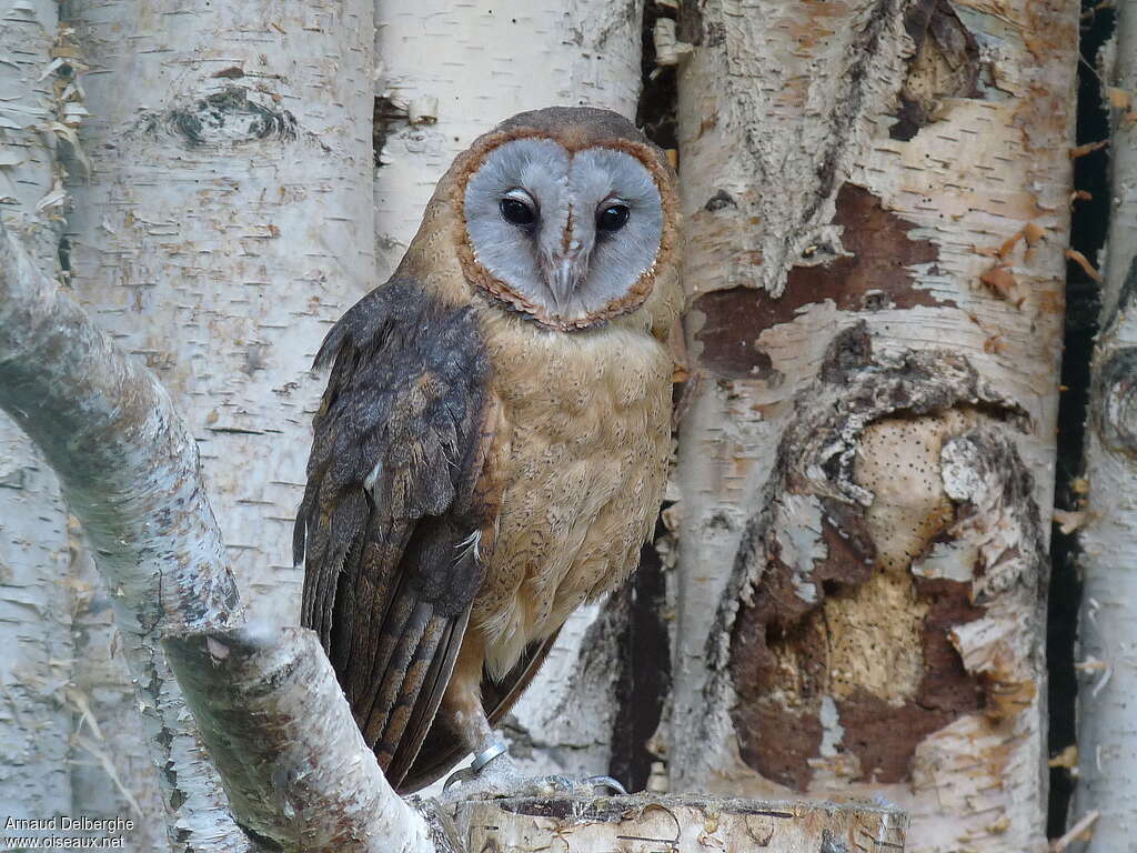 Ashy-faced Owl