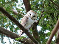 Western Barn Owl