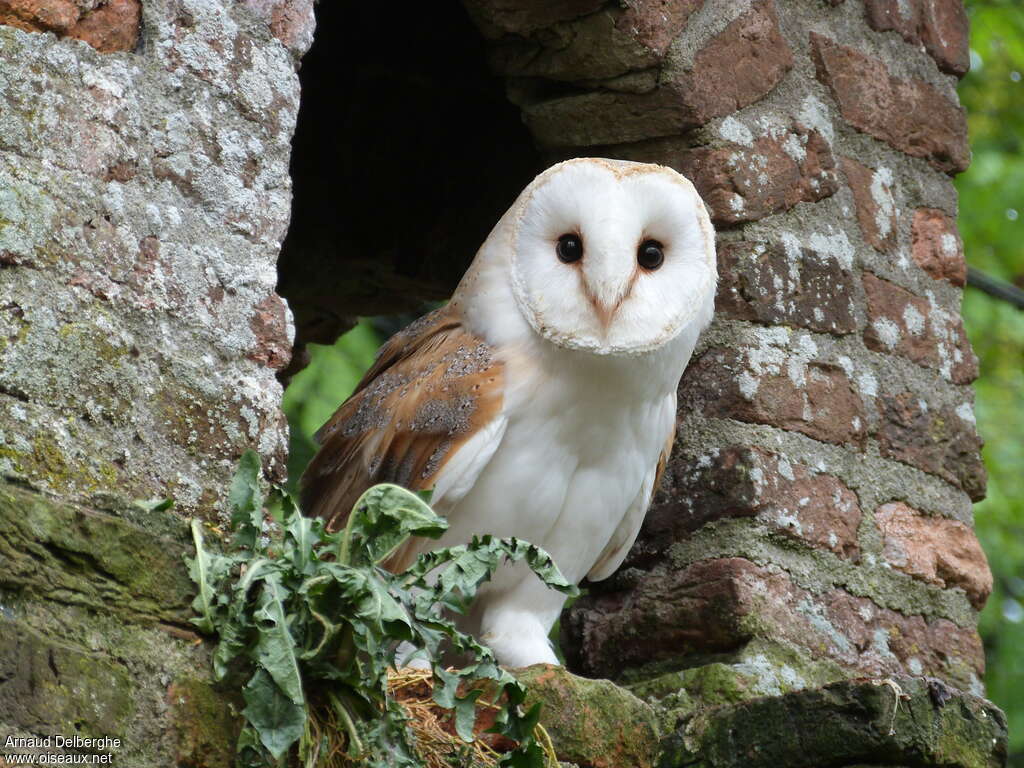 Western Barn Owl male adult, habitat, pigmentation