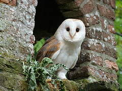 Western Barn Owl