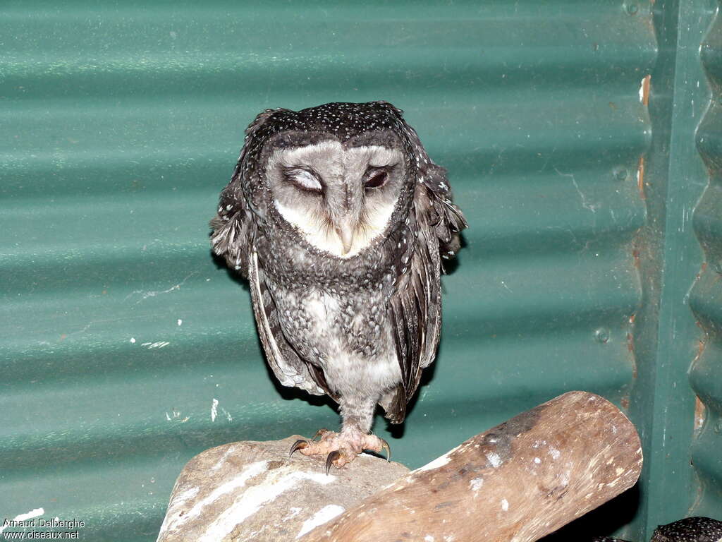 Lesser Sooty Owl