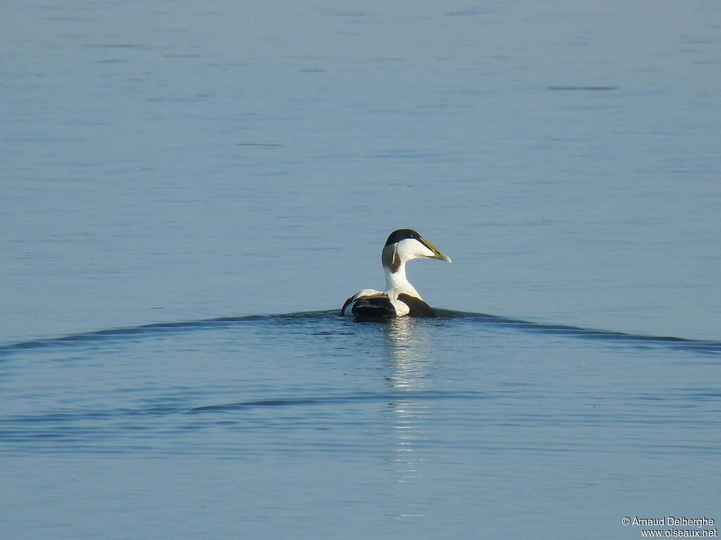 Eider à duvet