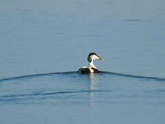 Common Eider