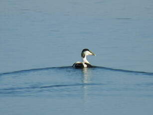 Eider à duvet