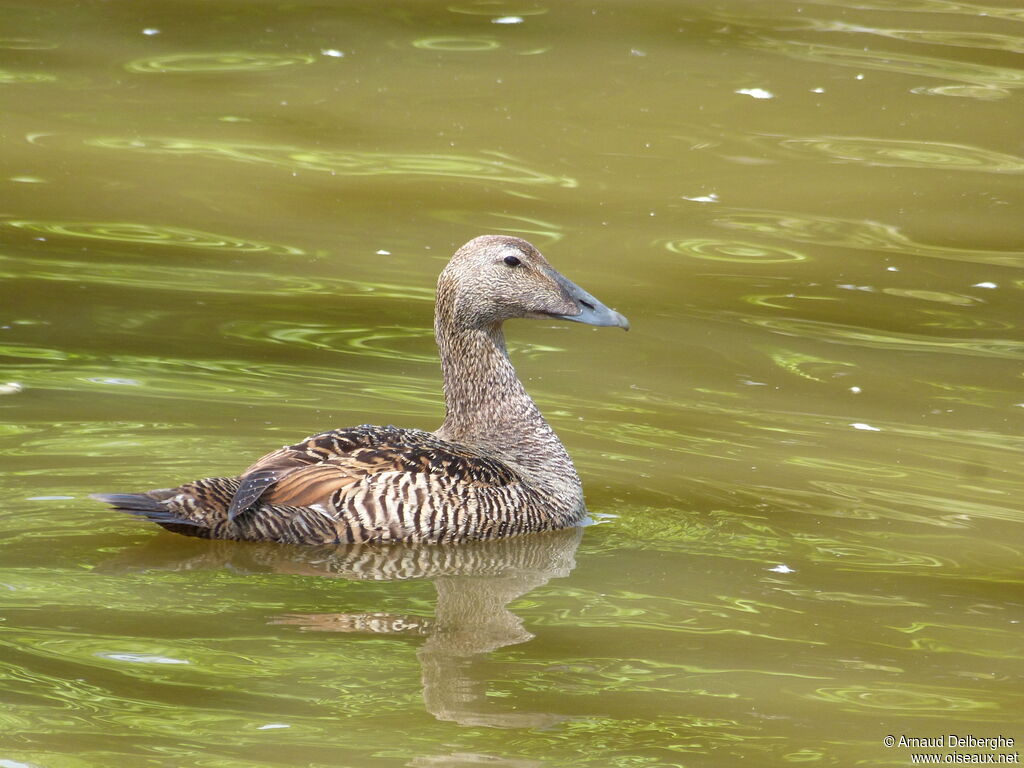 Eider à duvet femelle