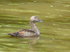 Eider à duvet