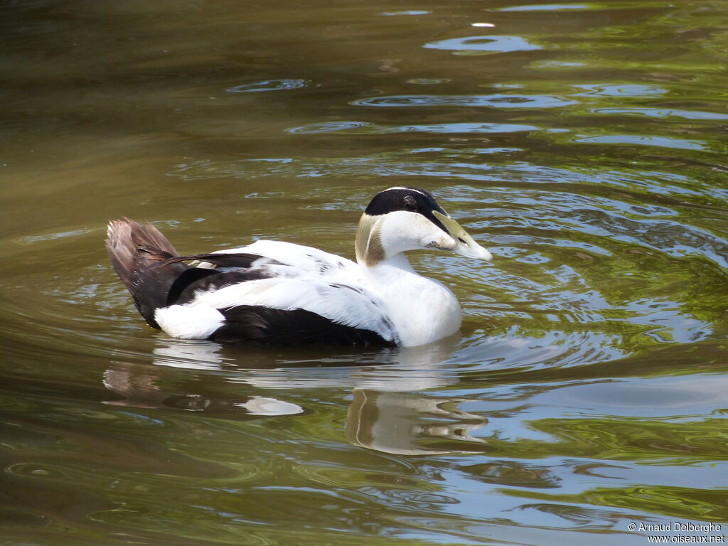 Common Eider