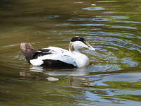 Eider à duvet