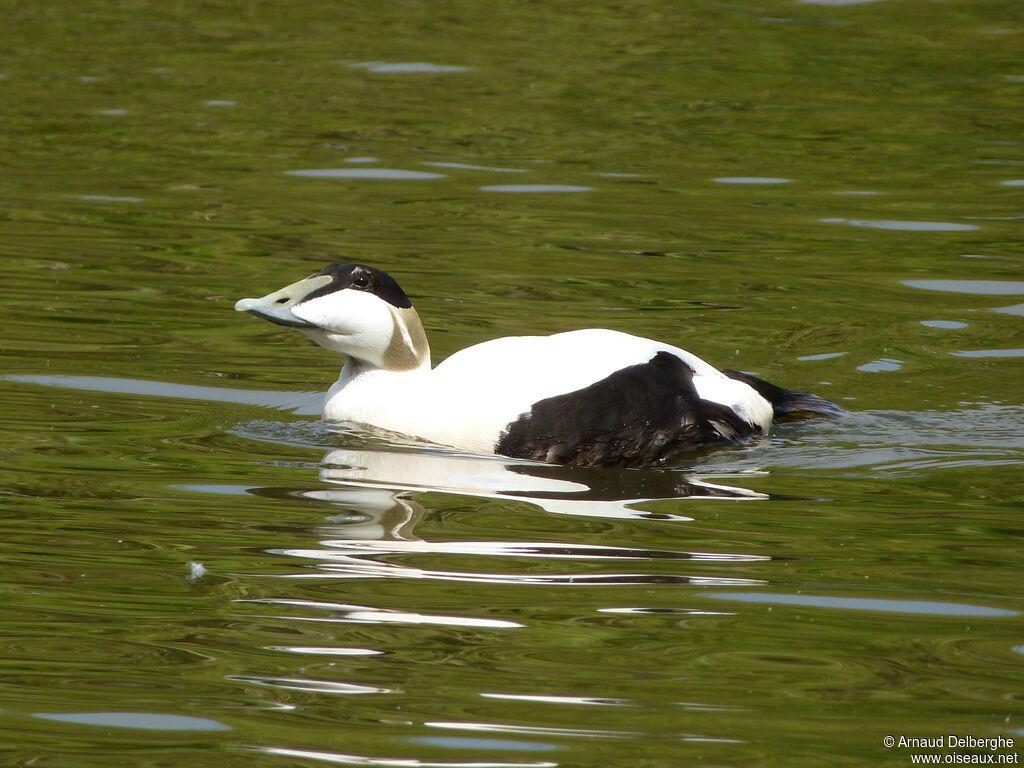 Common Eider