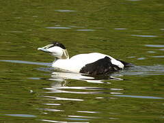 Eider à duvet