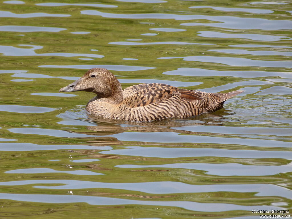 Eider à duvet