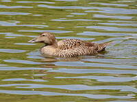 Eider à duvet