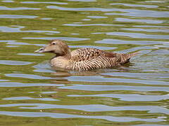 Common Eider