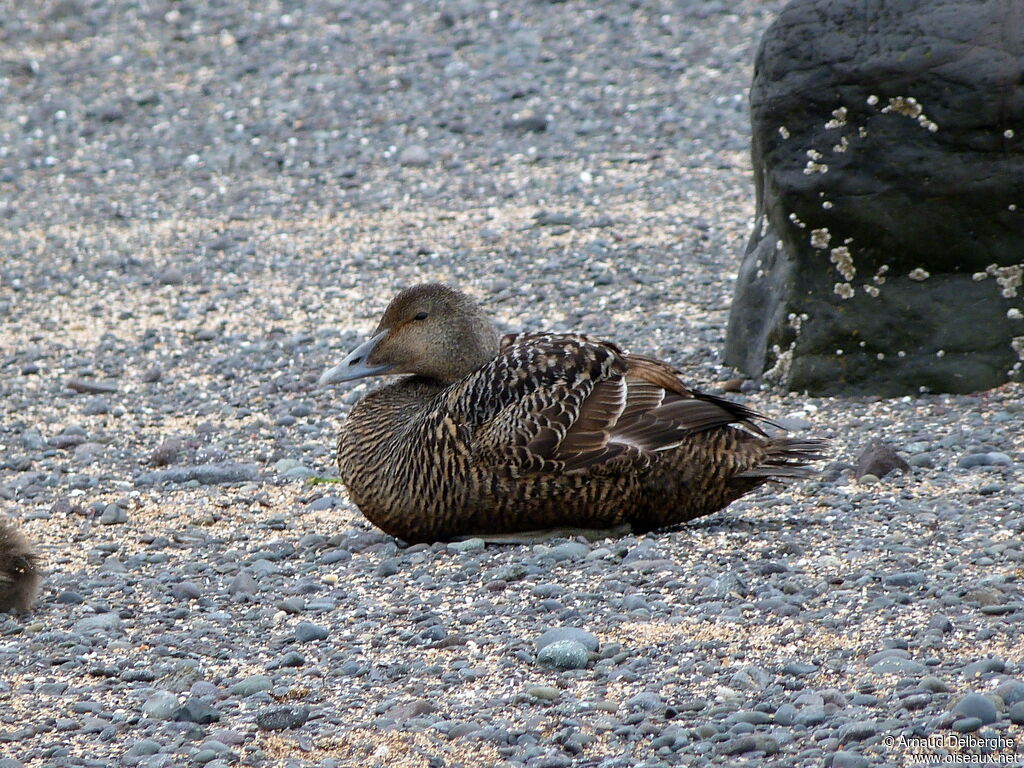 Common Eider female