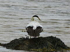 Eider à duvet