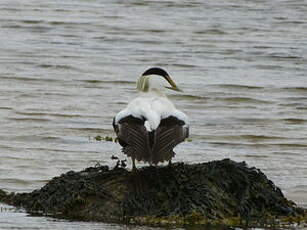 Eider à duvet