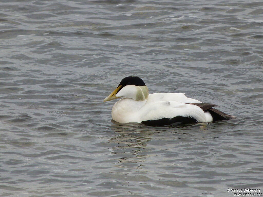 Common Eider