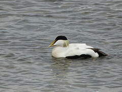 Eider à duvet