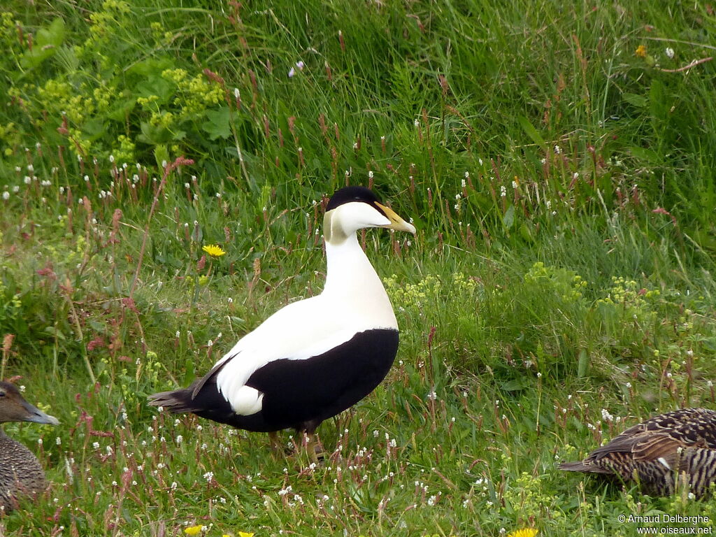 Common Eider