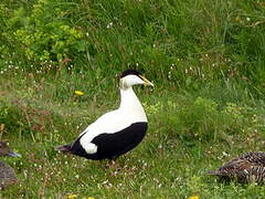 Eider à duvet