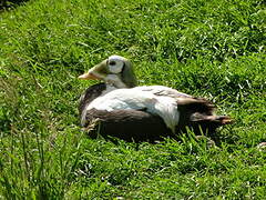 Spectacled Eider