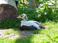 Eider à lunettes