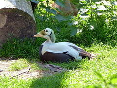 Spectacled Eider