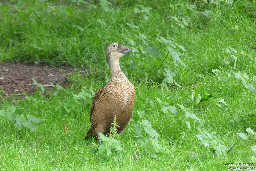 Eider à lunettes femelle