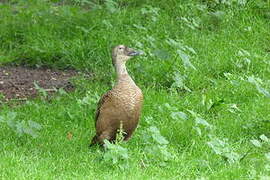 Eider à lunettes