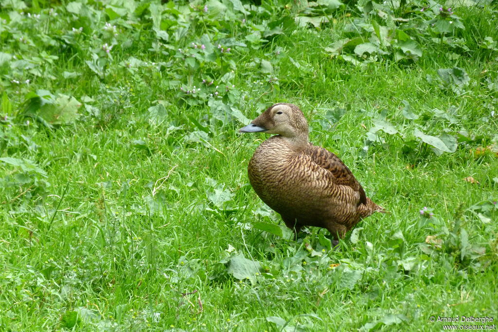 Eider à lunettes femelle