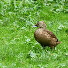 Eider à lunettes