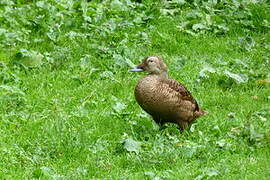 Eider à lunettes