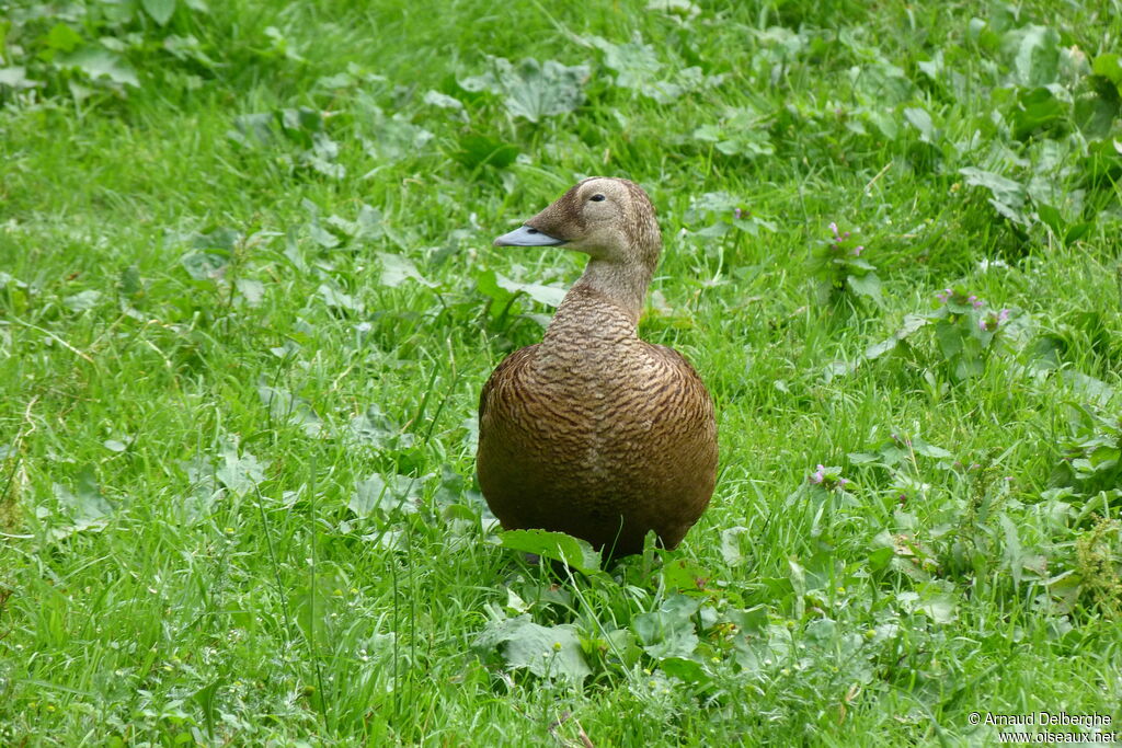 Spectacled Eider female