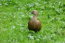 Eider à lunettes